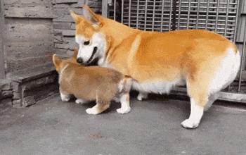 搞笑gif段子妹子有点太淘气了,搞笑gif妹子你又调皮了