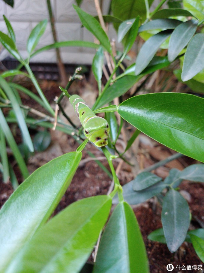 lgg8怎么样值得入手吗,lgg8值得入手吗