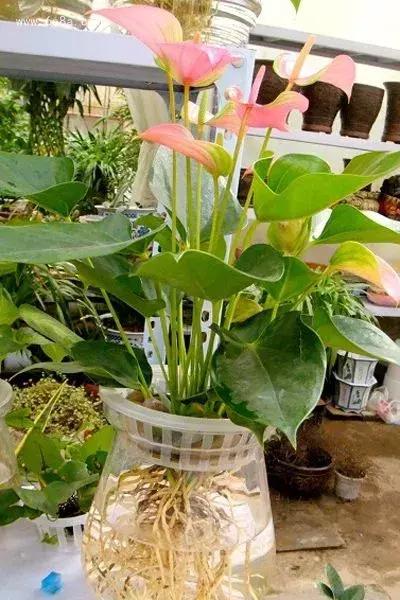 水培植物怎么养长得好,水培植物方法和注意事项有哪些呢