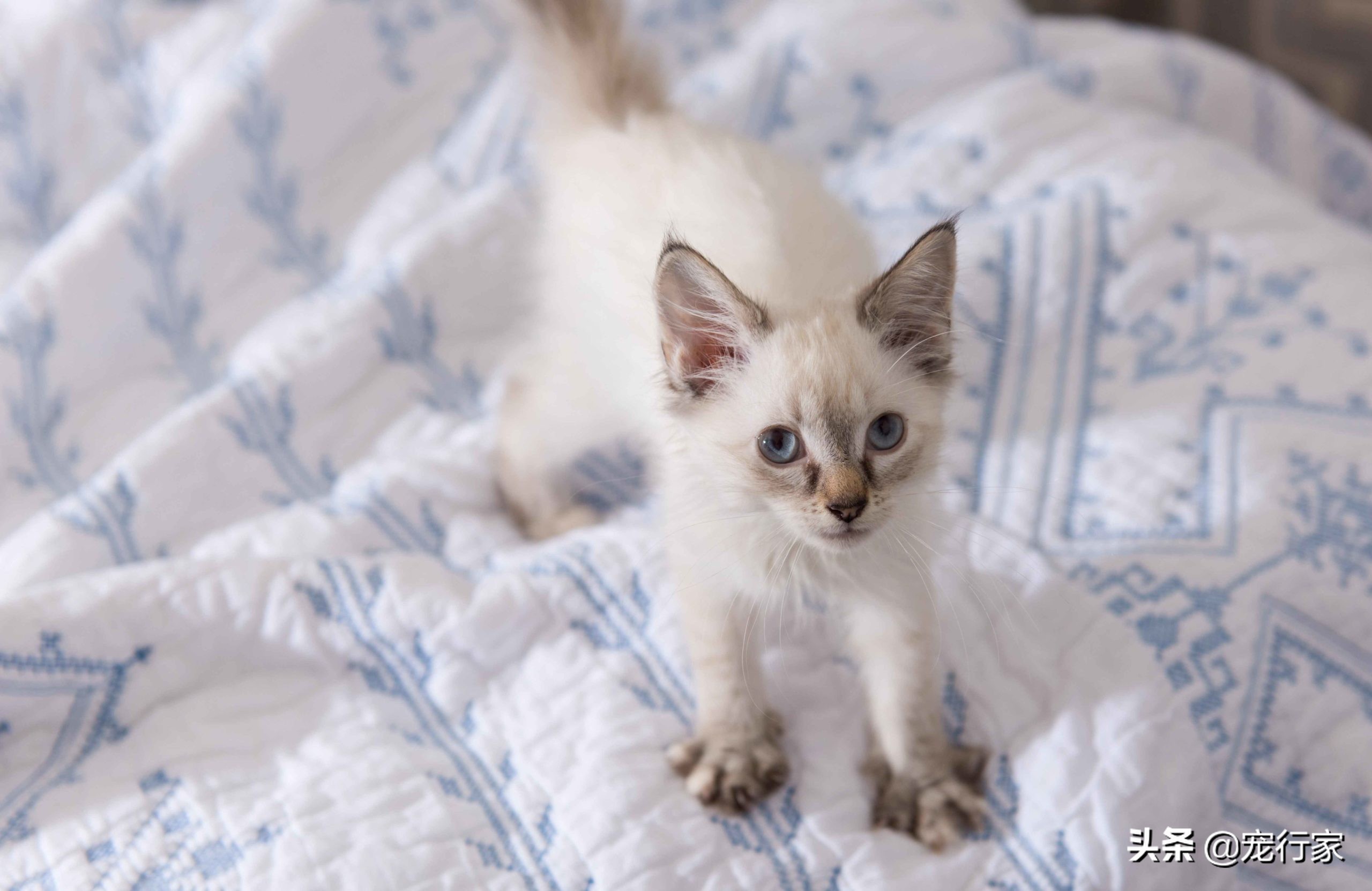 猫咪能反映出它的健康状况吗,猫咪有这些行为其实代表猫咪难过