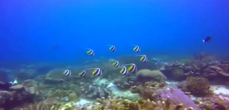 *鱼岛钓**其实不是一座岛，那么*鱼岛钓**到底多大？上面可以住多少人？