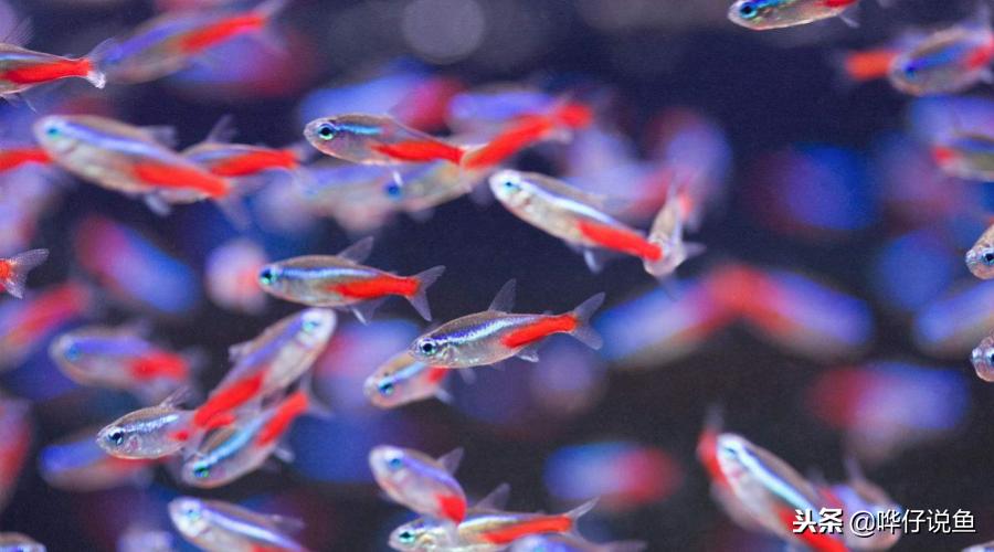 十大宠物鱼,宠物鱼排名前十的牌子