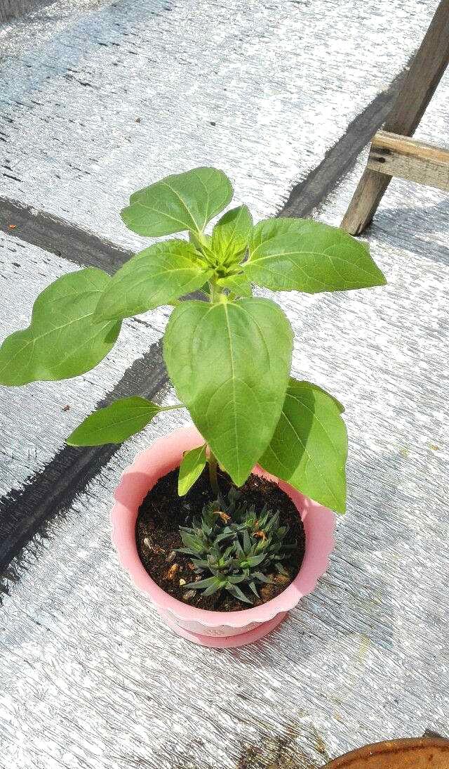 向日葵多头开花是什么原因,向日葵开花的表现