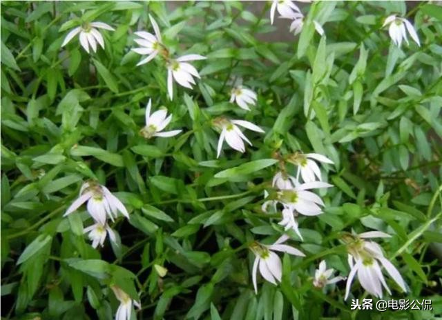 十大难喝饮料崂山白花蛇草水,最难喝的饮料崂山白花蛇草水测评