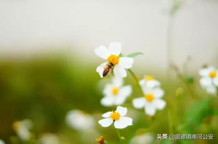 你是几月出生对应的古诗词,诗词盘点那些小时候背过的诗