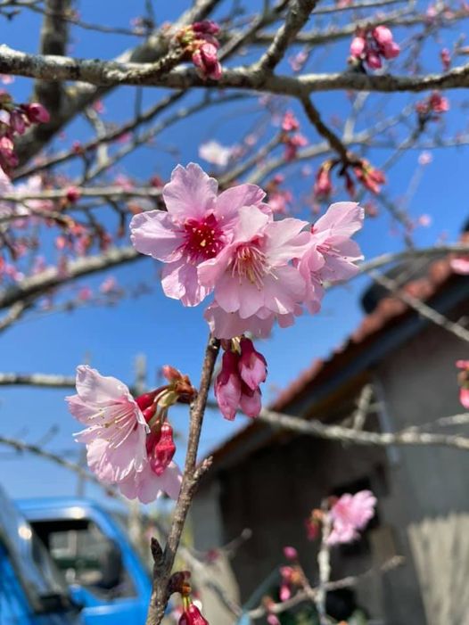 台湾歌手詹雅雯经典金曲,台语歌星詹雅雯