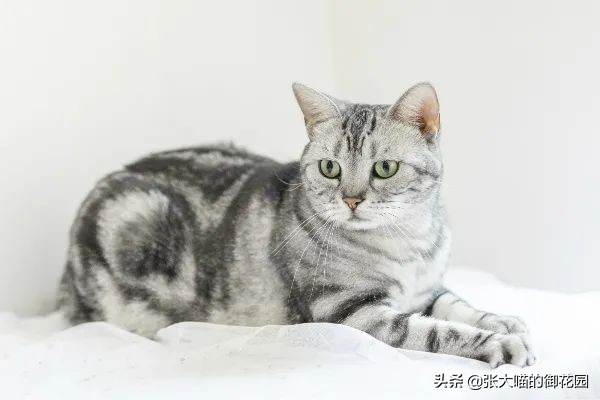 不让猫生小猫的方法,让不让猫咪生孩子