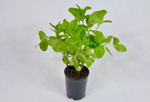 家里盆栽有飞虫怎么弄,盆栽泥土有飞虫怎么处理