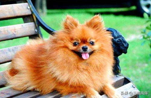 养博美泪痕严重怎么办,博美狗怎么养才健康