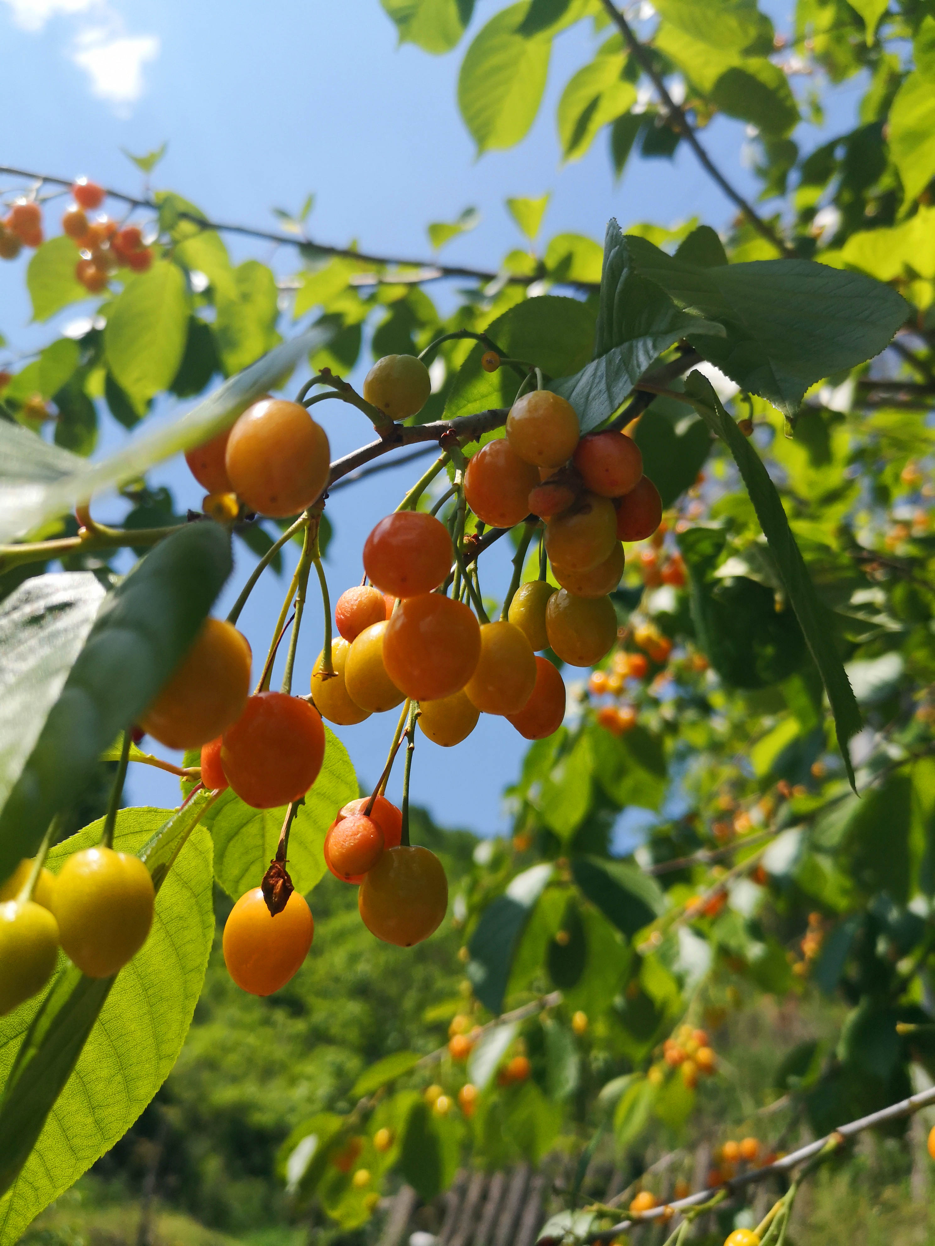 蜀道传奇在哪,蜀道传奇舞钢