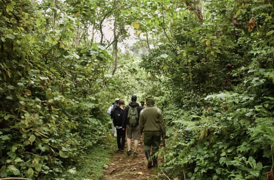 非洲猎游全攻略，让你分分钟玩转非洲草原