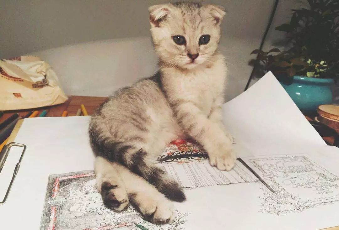 猫咪喵呜的叫是什么意思,猫咪喵的叫一声是什么意思