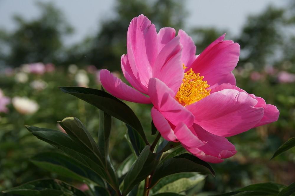 天热养什么植物好养,能在家养的芍药花的养护方法