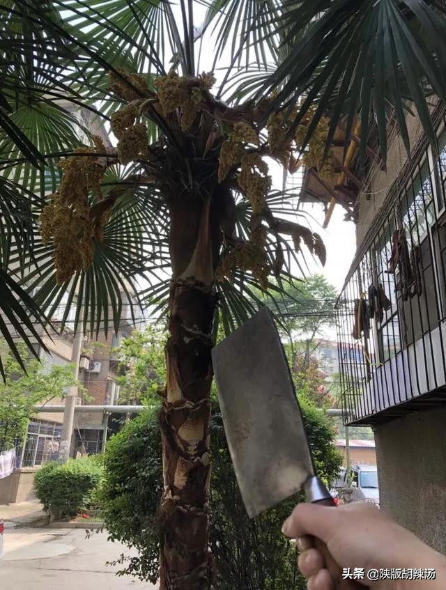 一树桔子被别人摘完了,一树桔