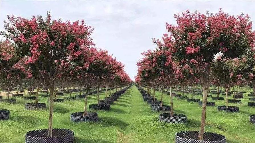 怎样能管理好一个苗圃,苗圃如何运营