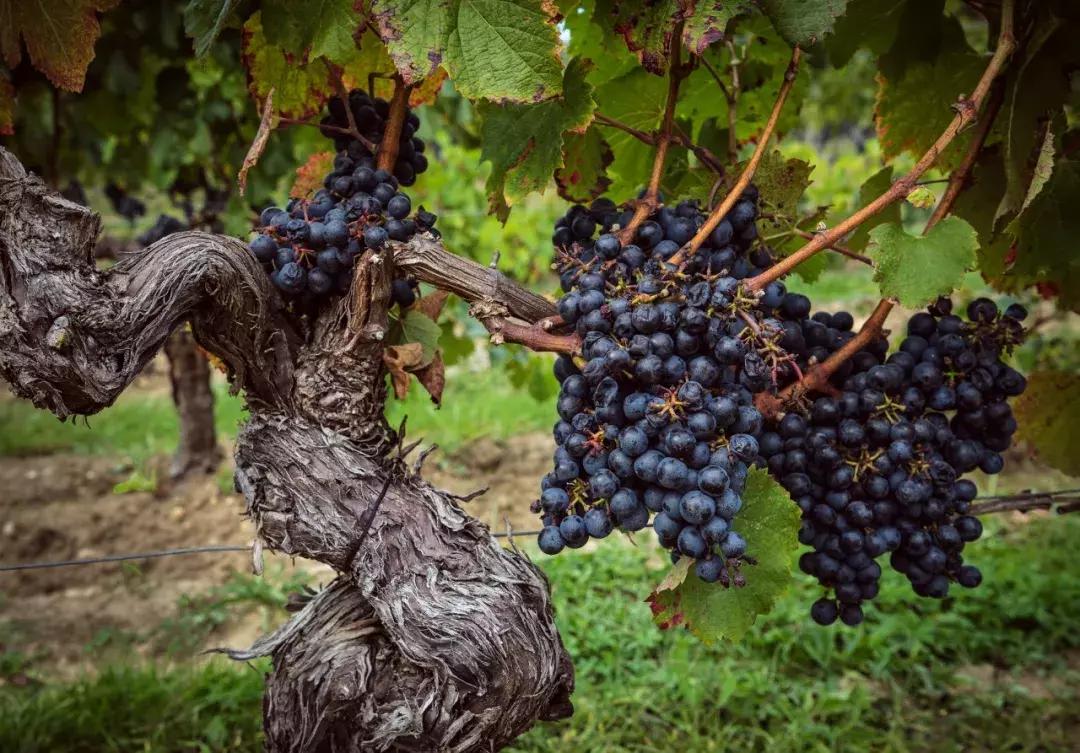 葡萄里含有哪些营养素,葡萄都有哪些营养与功效