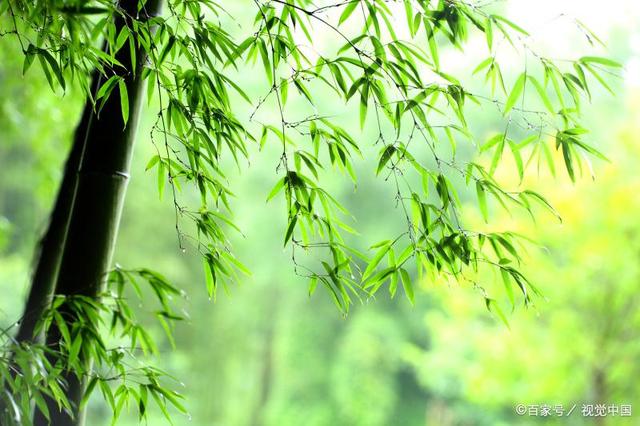 关于熊猫吃竹子的诗句,熊猫吃竹子的诗句