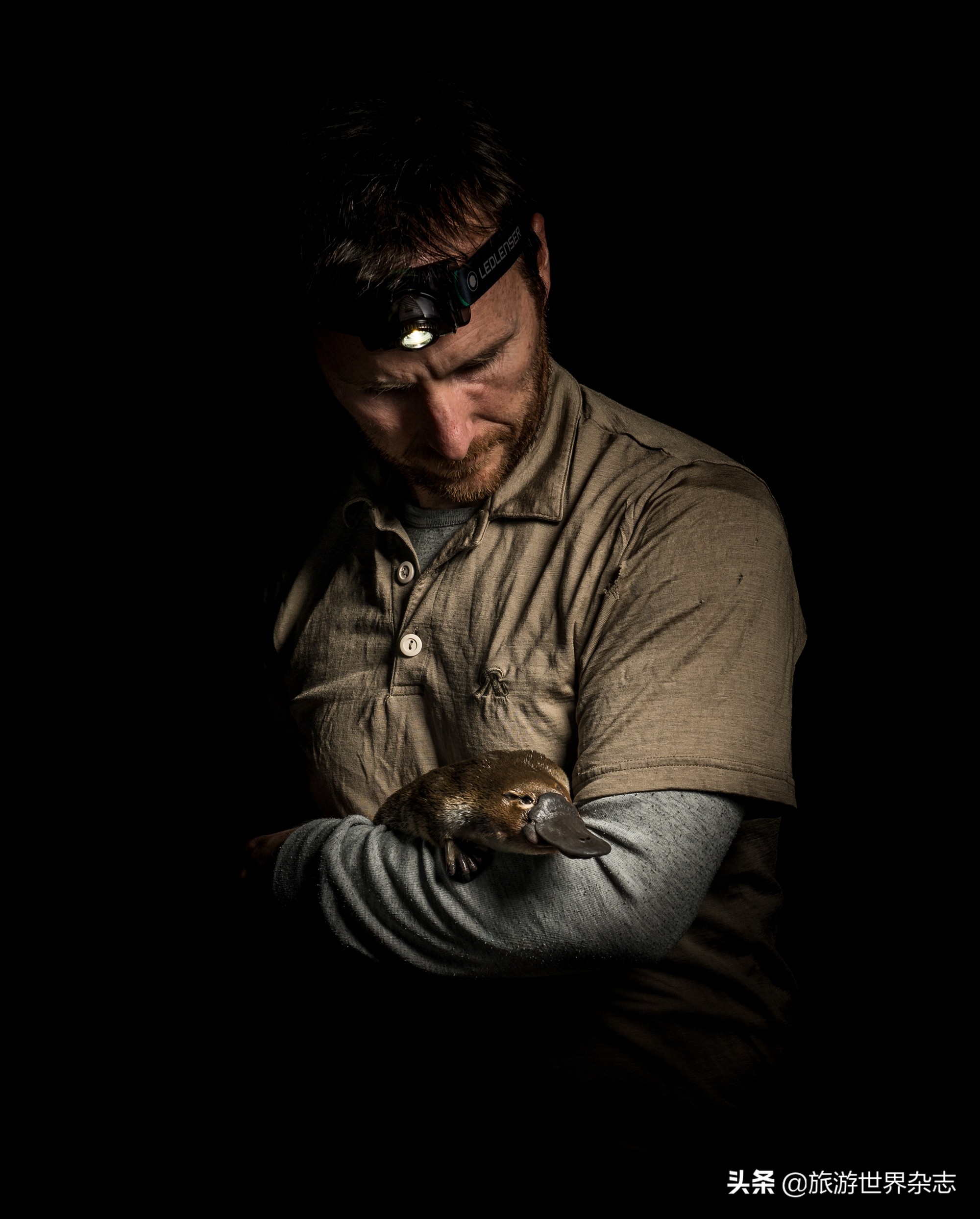 澳大利亚火灾烧伤的考拉,澳大利亚考拉烧伤