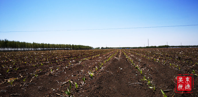 糯玉米优惠活动火热预定中,优选糯玉米