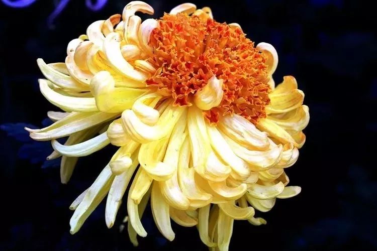 花中四君子菊花,花中四君子菊花的简介