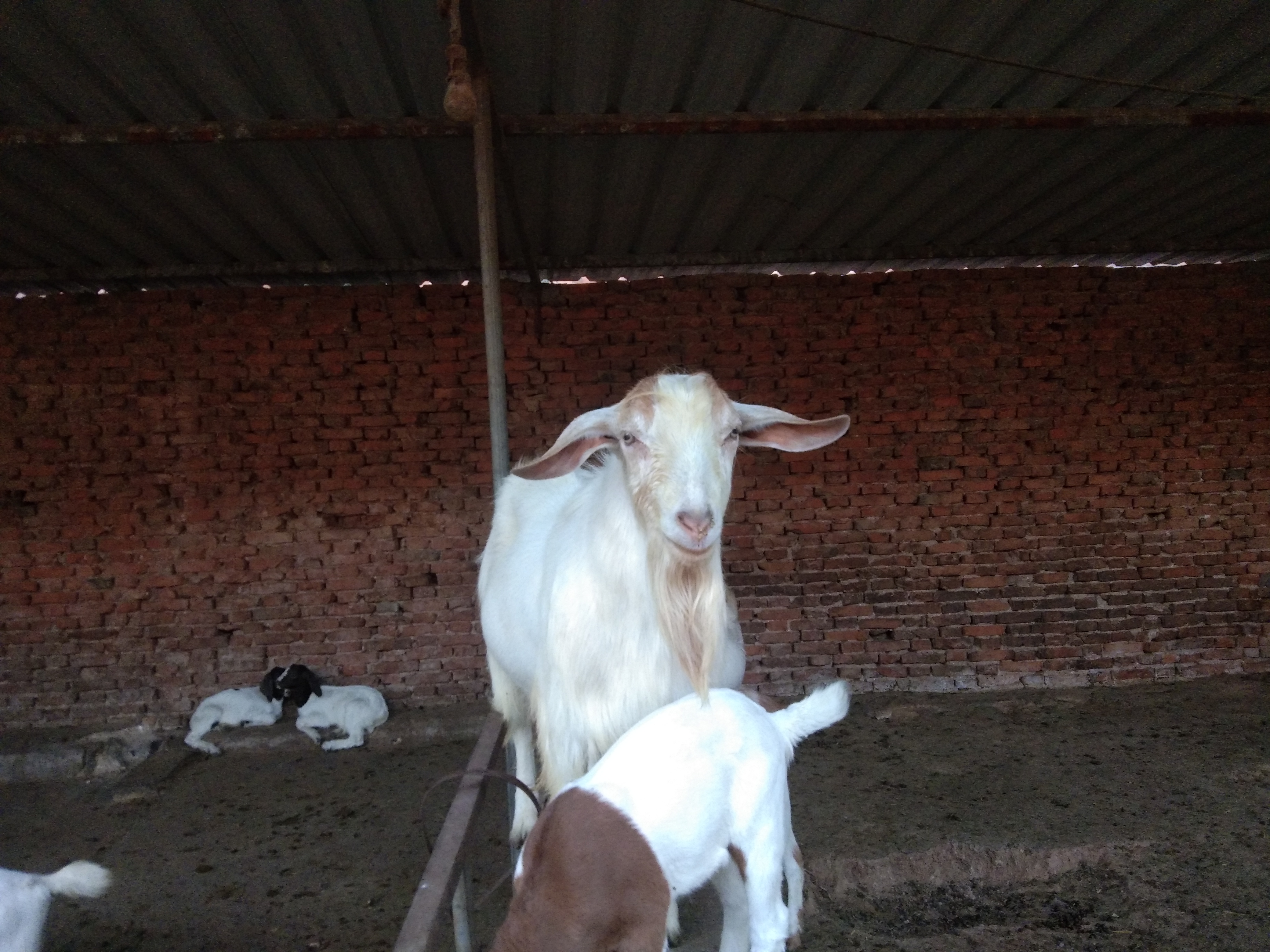 养羊拉稀怎么治和预防,小羊拉稀喂什么最好