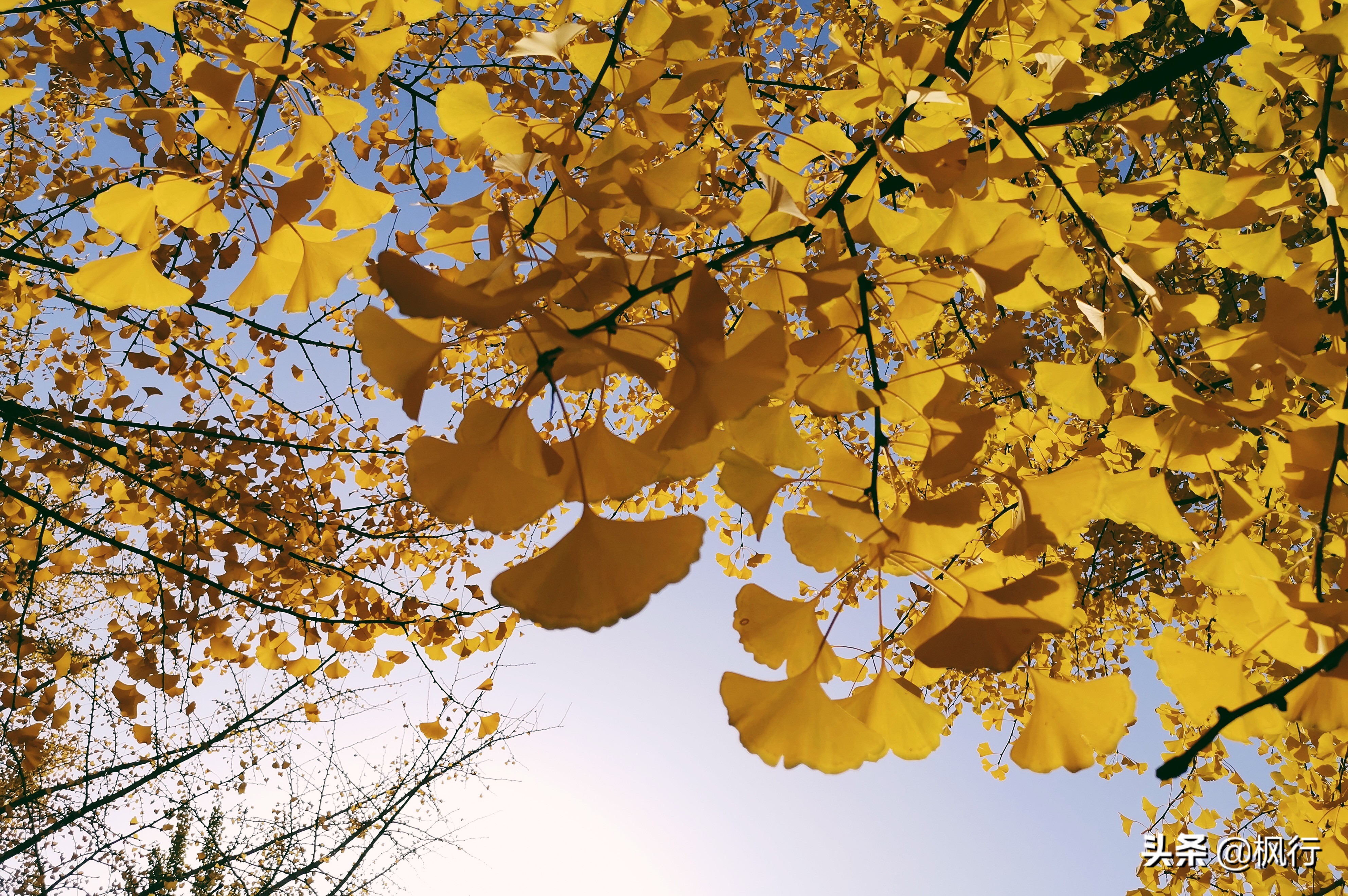 北京18个看银杏的好地方在哪,北京八大处看银杏攻略