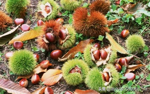 板栗栽培的气候条件是什么,板栗一般是怎么种植的