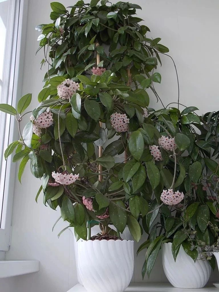 适合室内种植的爬藤植物有哪些,跟绿萝一样好养的爬藤植物