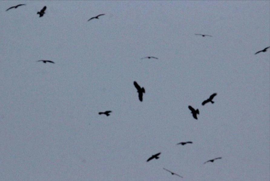 南京上空出现老鹰了吗,南京滨江上空近千只老鹰盘旋飞舞