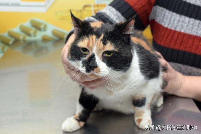 猫咪时不时吞口水怎么回事,猫咪总是咽口水是什么原因