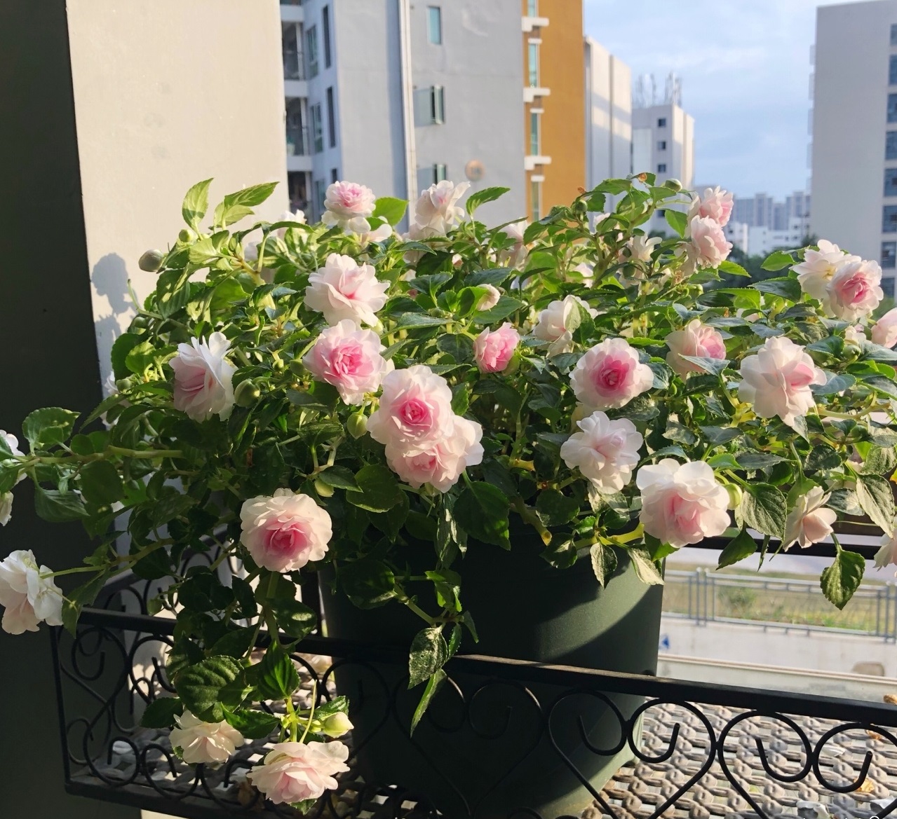 阳台上养几盆花最好,带花香好养的阳台花