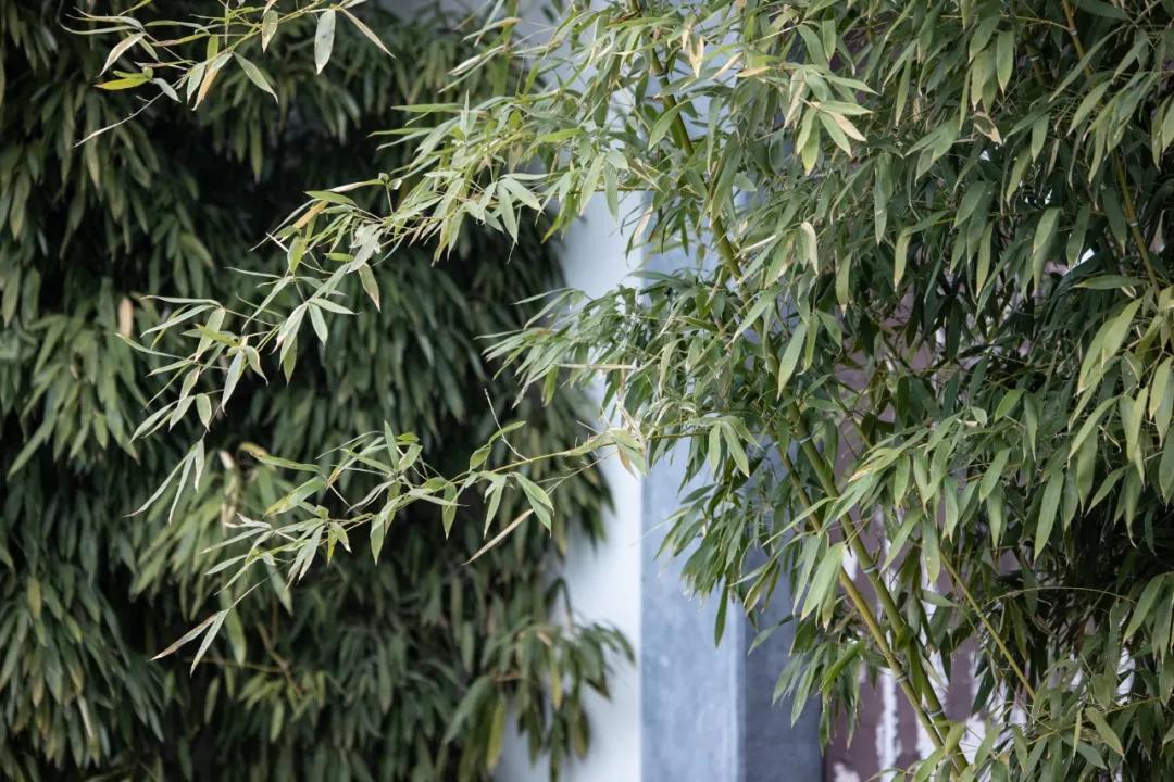 佳能rf70-200mmf4镜头价格,轻巧大光圈长焦佳能rf70-200mmf2