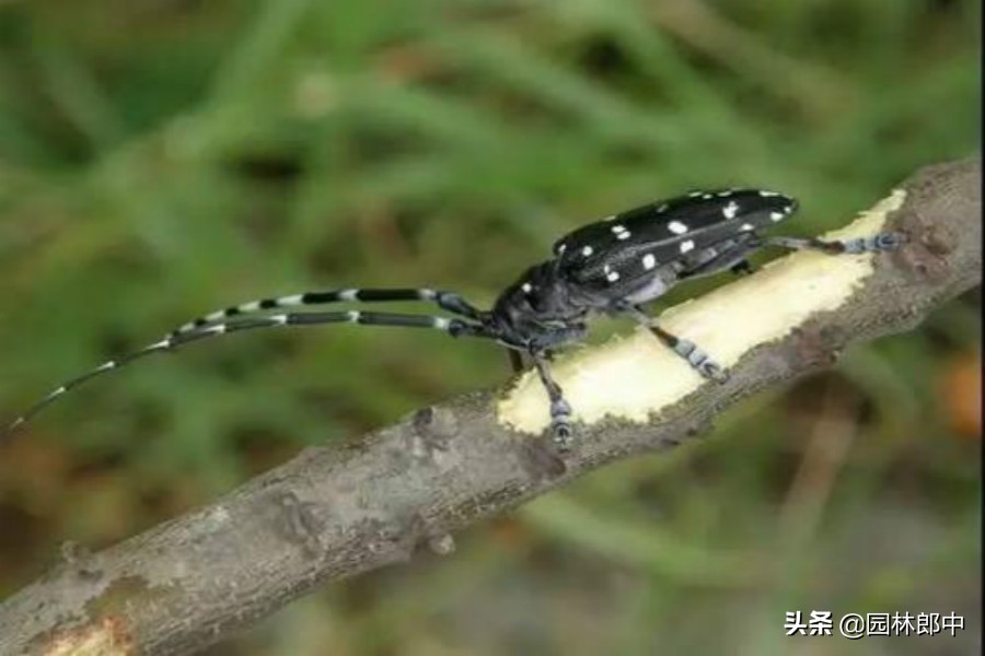 树底下掉一堆木屑是什么虫害,树从里面掉木屑怎么处理