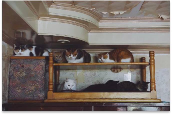 跟着我们猫狗大联盟，你会有喵的！黄阿姨猫咪领养专场