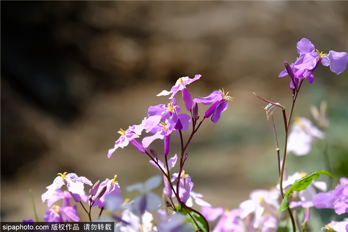 紫色花海哪里最好玩,紫色的花海景点