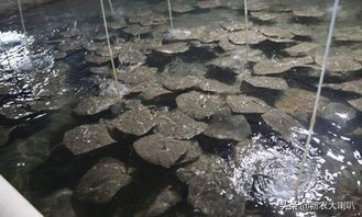 多宝鱼病怎么治疗,多宝鱼黑斑病怎么治疗