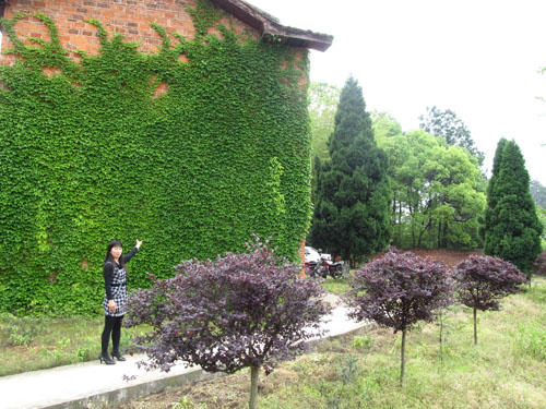 夏天院子里种爬山虎,在家里种爬山虎