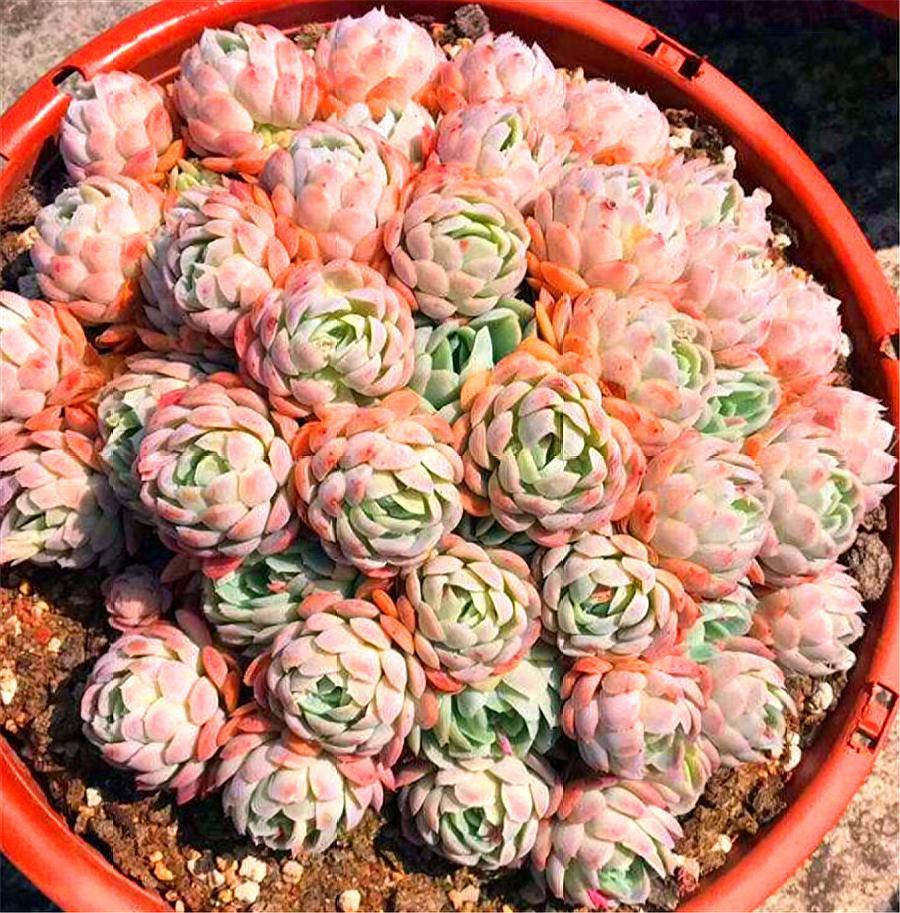 冰梅多肉怎么养护出状态,冰梅多肉冬天的养护方法