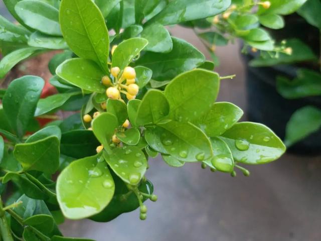 一种“助眠花”，花香清幽、舒人身心，做好这几点、养殖不再难