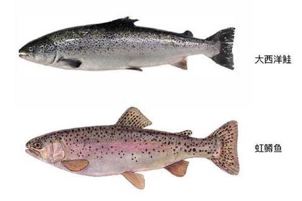 武汉鸭脖山寨,绝味鸭脖假冒