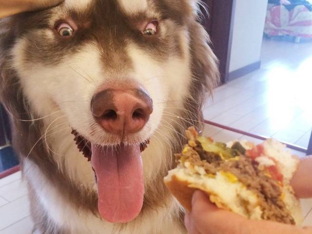 阿拉斯加犬的5大缺点，网友：就算想养也不敢养啊