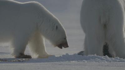 豆瓣netflix电影,bbc地球奇观纪录片