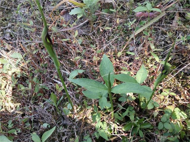 80骞翠唬灏忓鎸栨爲鏍瑰崠,鍐滄潙灏忔椂鍊欏紕閲庤崏鍗栭挶