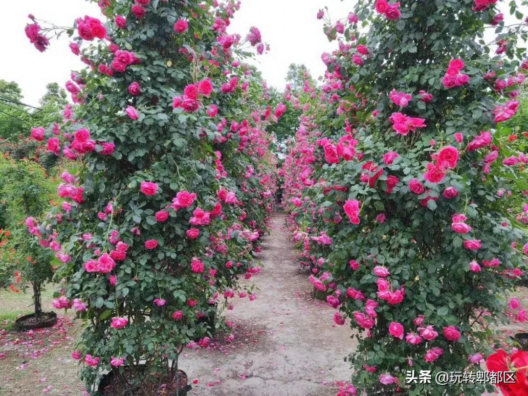 郫都区最美的花海,成都郫都花乡玫瑰开放了吗