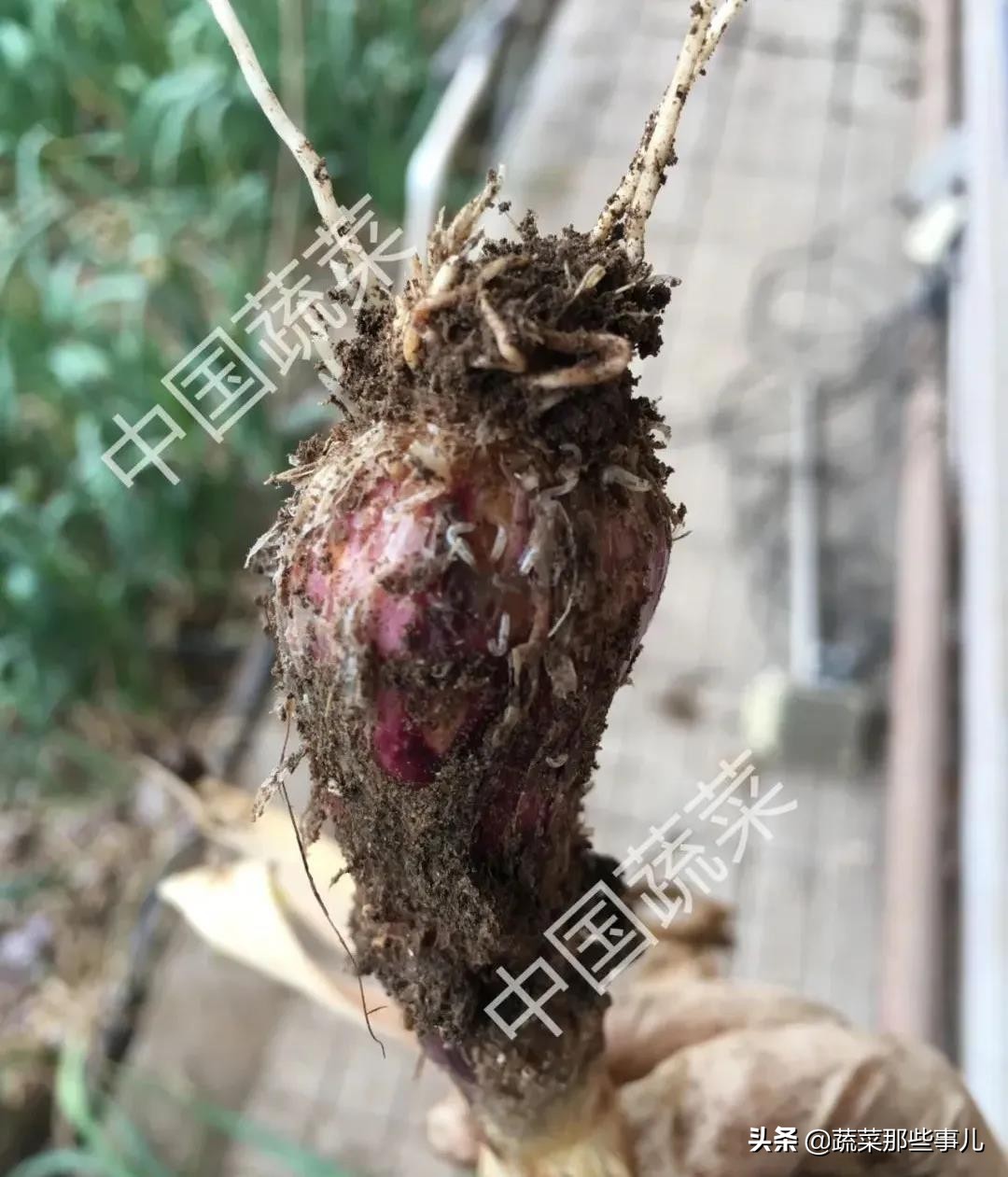 吡虫啉能防治大蒜蛆吗,大蒜根蛆的防治方法