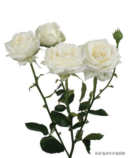 月季品种大全大图欣赏,美到窒息的月季品种图片