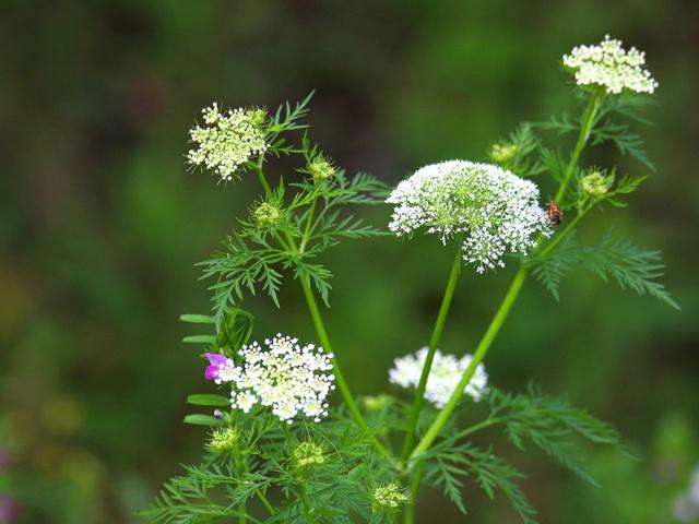 农村的野花野草哪几种可以吃,常见的野花野草却是农家之宝