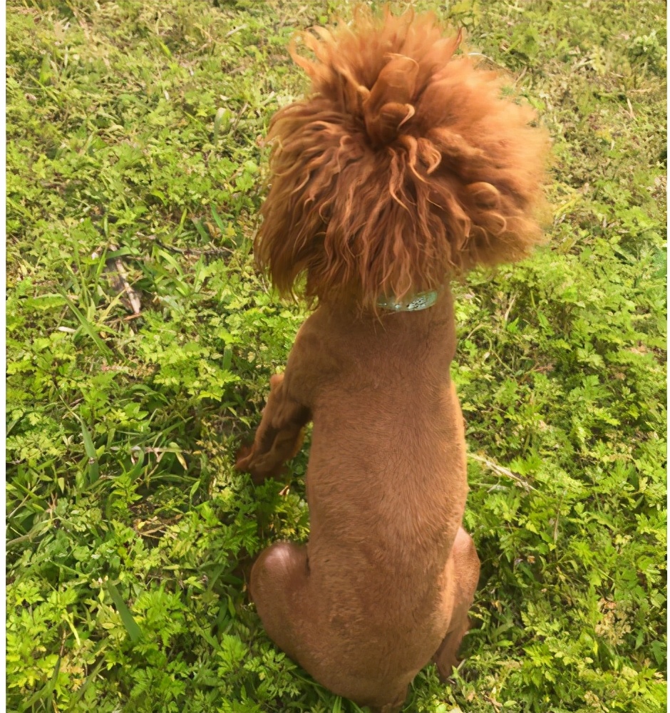 犬缺乏碳水化合物有什么后果,贵宾犬营养不良怎么办