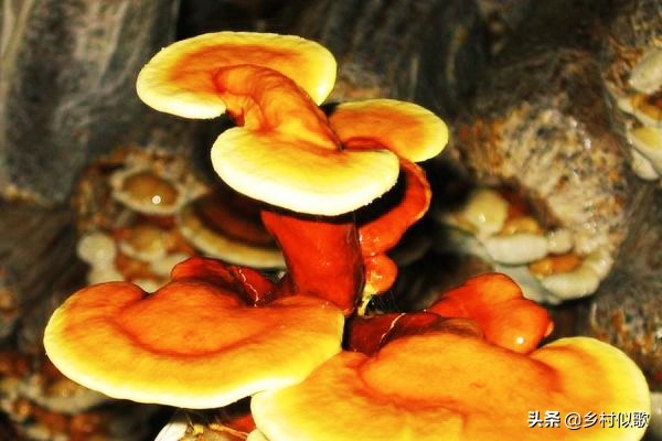 广西灵芝人工种植基地,种植灵芝赚钱吗