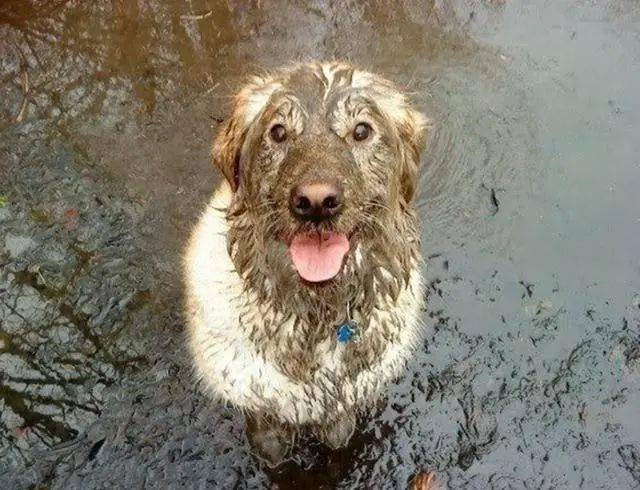 网评“无攻击性”的3种狗，性格温顺，养过的人都懂